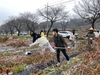 금산군청 기획예산담당관 직원들, 농촌일손돕기 ‘구슬땀’