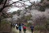 2024 금산 보곡산골 산벚꽃축제 일주일 연기
