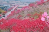 금산군 남일면, ‘아름다운 홍도화와 인생샷 찍으세요’