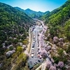 금산 보곡산골 산벚꽃 축제, 4월 11일 개최