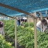 금산군청 관광문화체육과 직원들, 농번기 제원면 천내리 농촌일손돕기 ‘구슬땀’