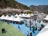 제25회 금산 보곡산골 산벚꽃 축제 1만8000명 다녀가