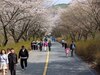 제25회 금산 보곡산골 산벚꽃 축제 마무리…3만5000여 명 관광객 다녀가