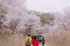 2024 금산 보곡산골 산벚꽃축제, 4월 6일부터 14일까지 9일간 개최