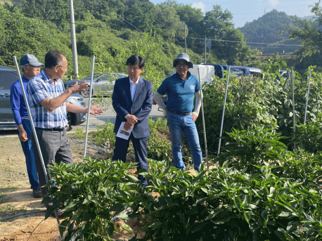 금산군, 고추 막덮기 시범사업 중간평가회 개최