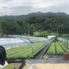 금산군, 깻잎 노지재배 초기 생육관리 철저 당부