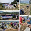 금산군 남일면지역사회보장협의체, 직접 재배한 감자 저소득 가구 나눔