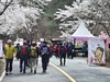 금산군보건소, 보곡산골 산벚꽃 축제와 함께하는 건강 걷기 투어 개최