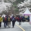 금산군보건소, 보곡산골 산벚꽃 축제와 함께하는 건강 걷기 투어 개최