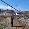 금산군농업기술센터, 돌발해충 월동난 예찰 조사